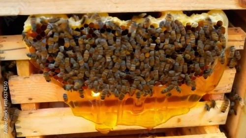 delicious and tasty honey from the honey bee hive
