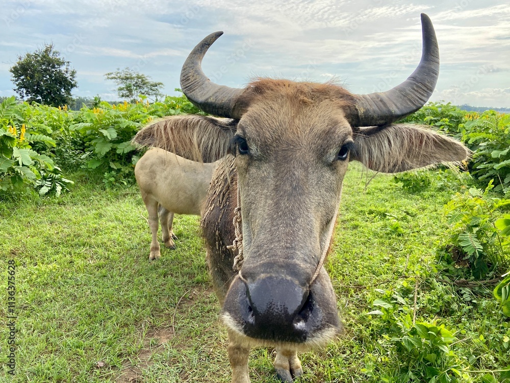 buffalo are looking for wild grass on the edge of the vast rice fields buffalo are looking for wild grass on the edge of the vast rice fields