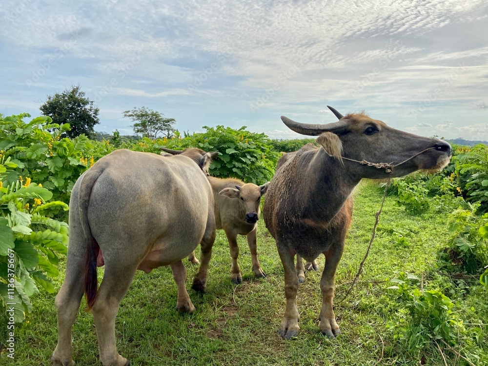 buffalo are looking for wild grass on the edge of the vast rice fields buffalo are looking for wild grass on the edge of the vast rice fields