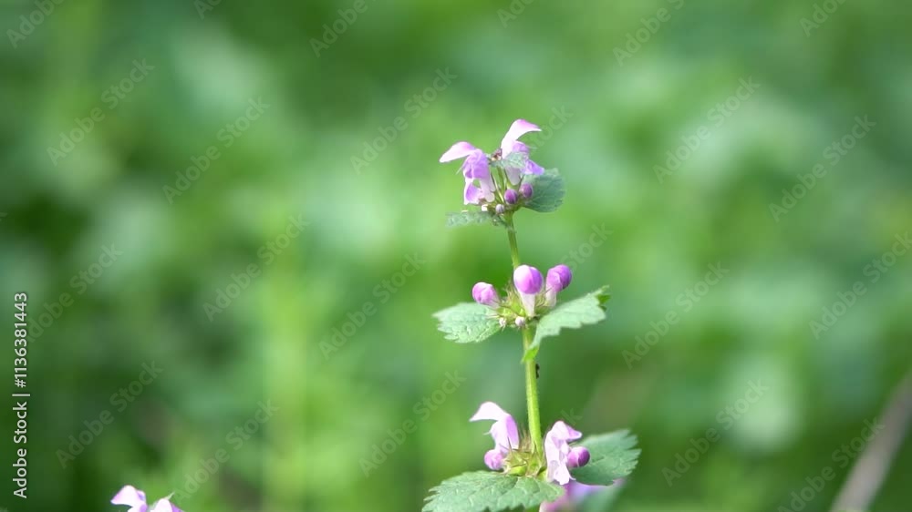 Close-up of a purple-flowered small plant with visible reproductive organs, set against lush green foliage in a dense growth environment Realistic photograph with natural colors and lighting Close-up of a purple-flowered small plant with visible reproductive organs, set against lush green foliage in a dense growth environment Realistic photograph with natural colors and lighting