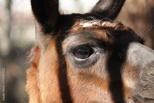 llama head close up, alpaca standing in forest, mammal feeding in nature photo