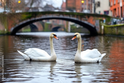 Fototapeta Naklejka Na Ścianę i Meble -  A serene canal in Bruges, Belgium, with stone bridges, charming medieval houses, and swans gliding on the water