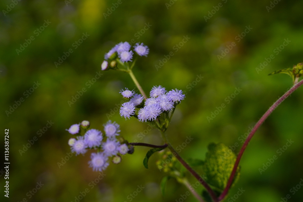Close-up photo of purple flower weed. Close-up photo of purple flower weed.