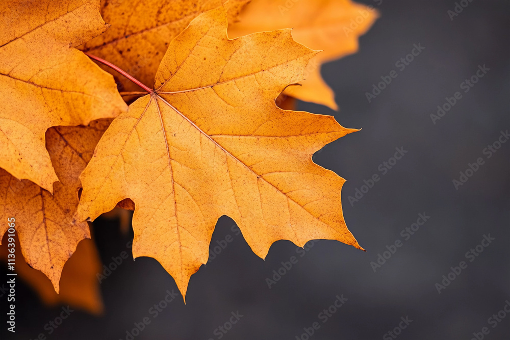 Yellow maple leaf against gray background. Yellow maple leaf against gray background.