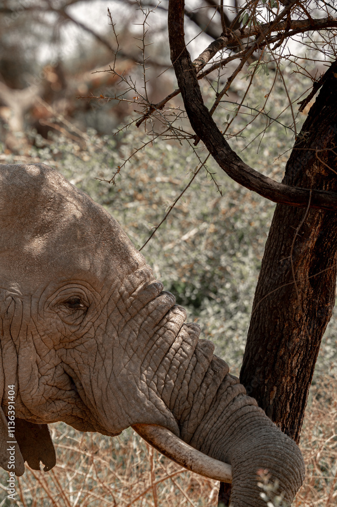 Fototapeta premium Tanzania Safari adventure to see elephants in the wilderness savannah