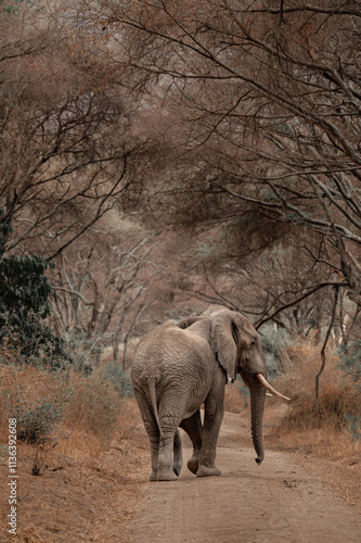 Photography Tanzania Safari adventure to see elephants in the wilderness savannah
