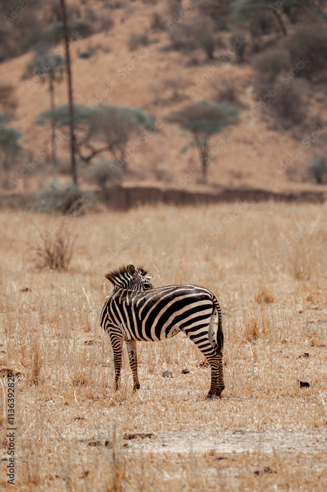 Obraz premium Tanzania Safari adventure to see the wilderness savannah