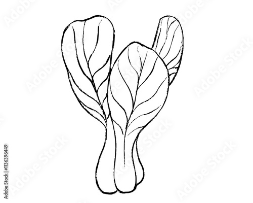 illustration of bok choy vegetable, sketch of bok choy