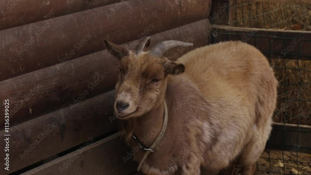 Portrait of Goat in Farmyard, furry animal with horns in countryside Portrait of Goat in Farmyard, furry animal with horns in countryside