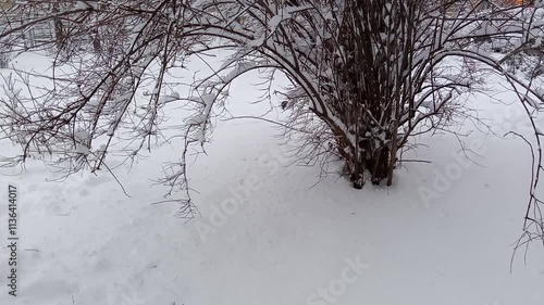 little birds searching for food under a tree in a snowy landscape photo