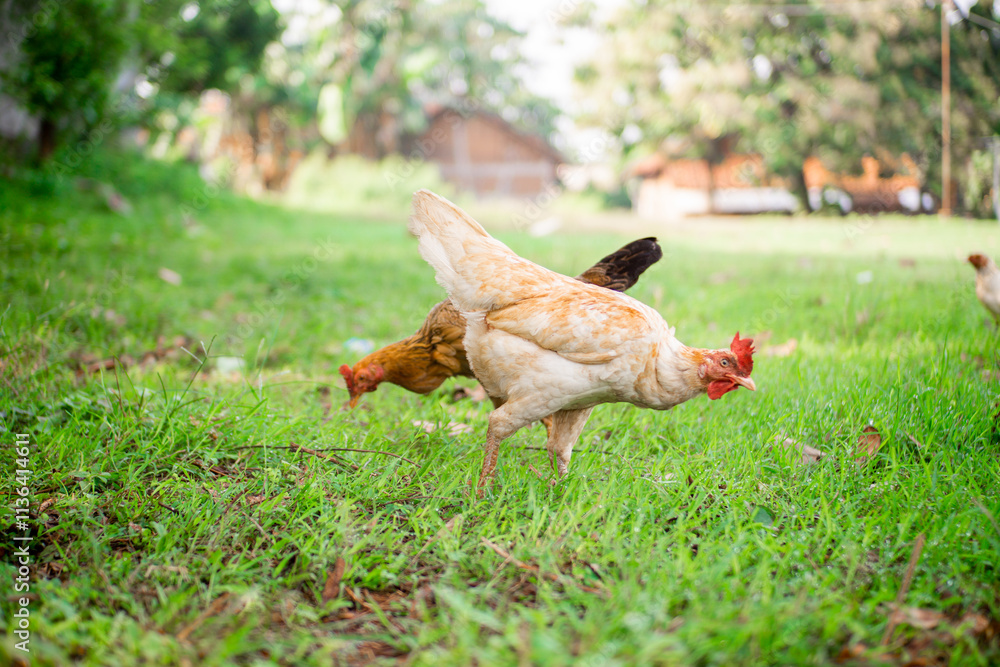 Fototapeta premium Some chickens are looking for food in the grass