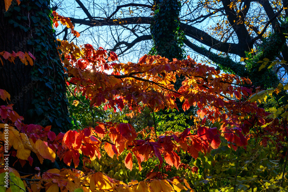 Sun rays among the leaves Parrotia persica - tree branch in autumn with beautiful red-yellow leaves, Ukraine Sun rays among the leaves Parrotia persica - tree branch in autumn with beautiful red-yellow leaves, Ukraine