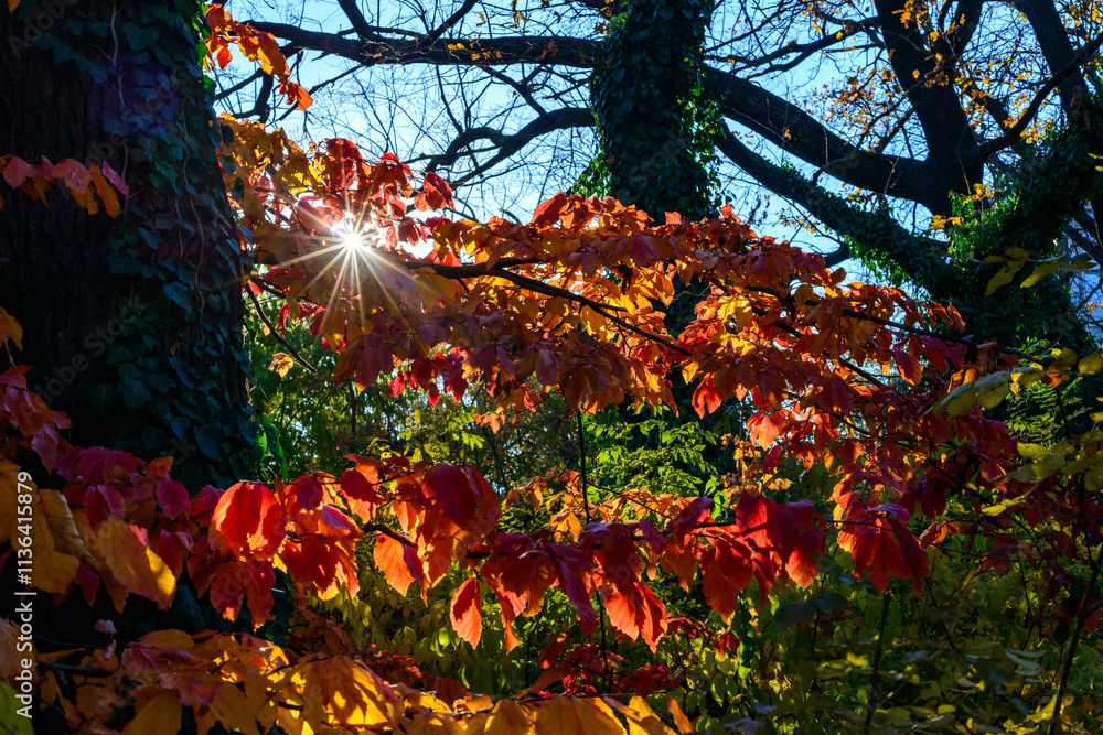 Sun rays among the leaves Parrotia persica - tree branch in autumn with beautiful red-yellow leaves, Ukraine Sun rays among the leaves Parrotia persica - tree branch in autumn with beautiful red-yellow leaves, Ukraine