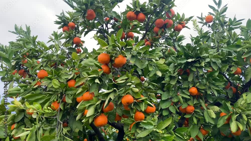 Tangerines in the tangerine garden - high quality image of satsuma tangerines on the branch Tangerines in the tangerine garden - high quality image of satsuma tangerines on the branch