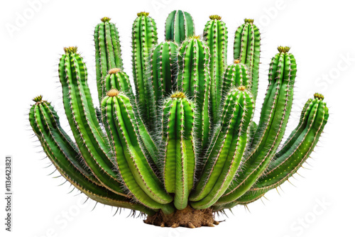 cactus isolated on white photo