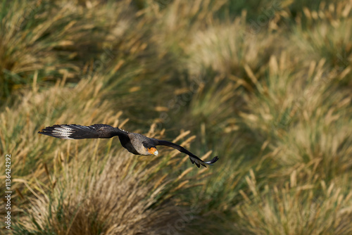 Crested Caracara (Caracara plancus) in flight along the coast of Bleaker Island in the Falkland Islands.      photo