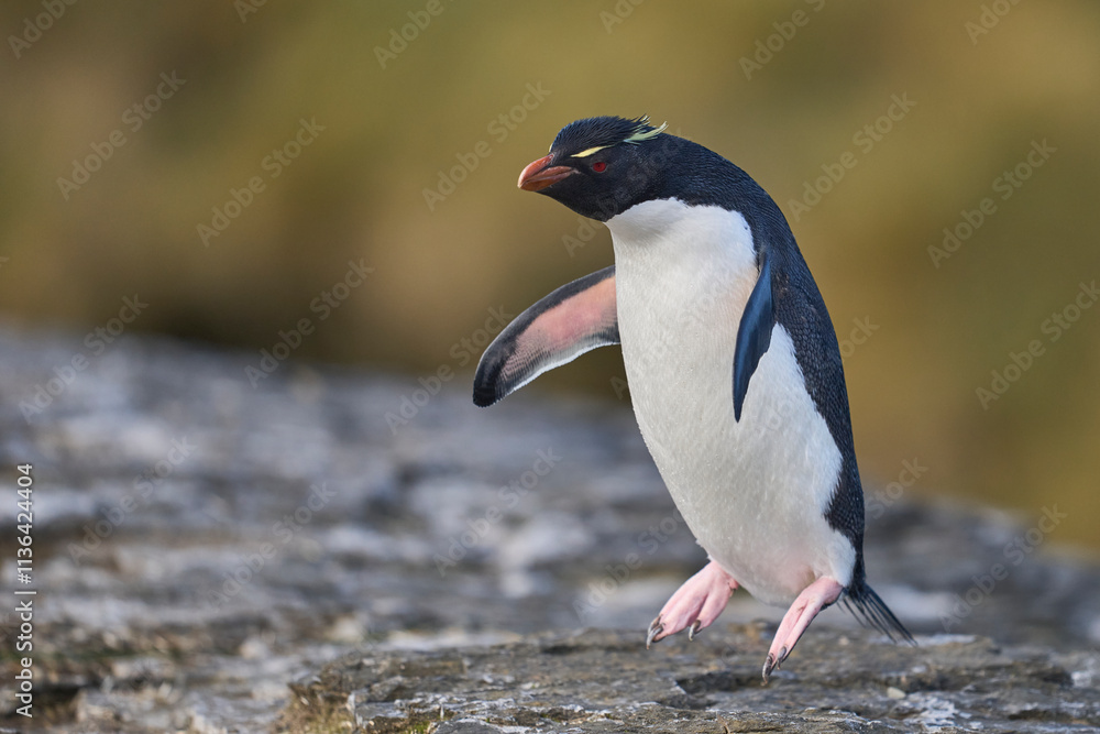 Fototapeta premium Rockhopper Penguin (Eudyptes chrysocome) returning to its colony on the cliffs of Bleaker Island in the Falkland Islands
