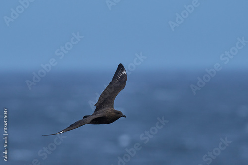 Wallpaper Mural Falkland Skua (Catharacta antarctica) in flight over the coast of Bleaker Island in the Falkland Islands. Torontodigital.ca