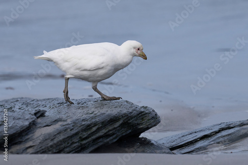 Pale-faced Sheathbill (Chionis albus) on the coast of Sea Lion Island in the Falkland Islands.                                photo