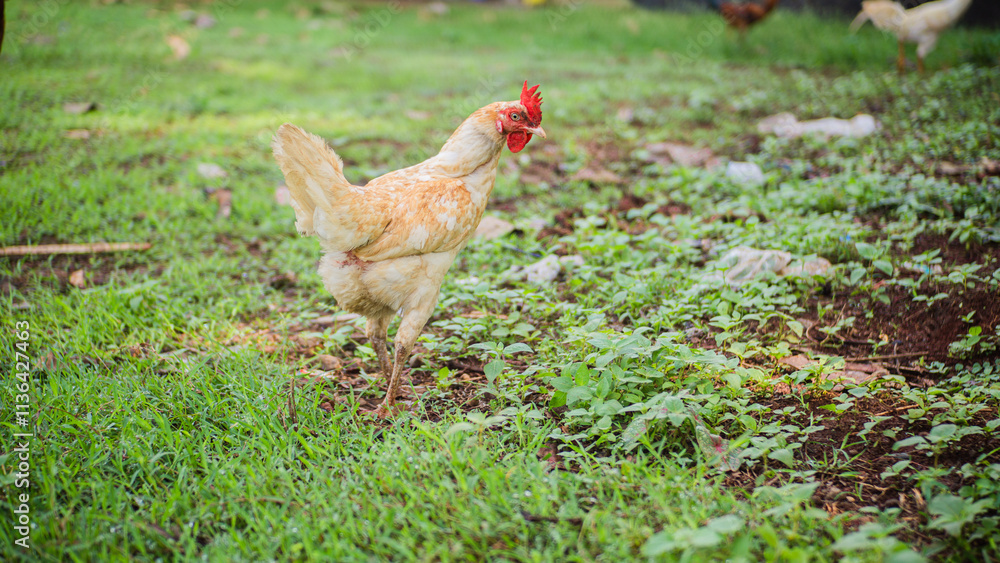 Fototapeta premium Some chickens are looking for food in the grass
