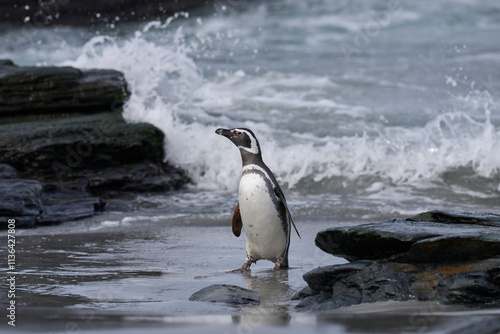 Wallpaper Mural Magellanic penguin (Spheniscus magellanicus) emerging from the sea on Sea Lion Island in the Falkland Islands. Torontodigital.ca