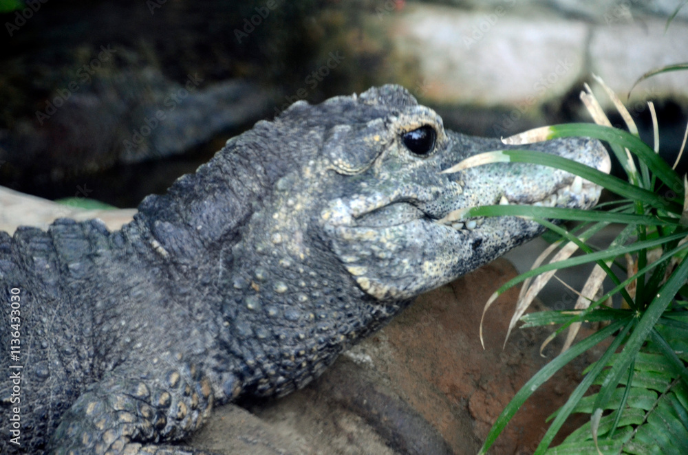 Obraz premium ニシアフリカコガタワニ