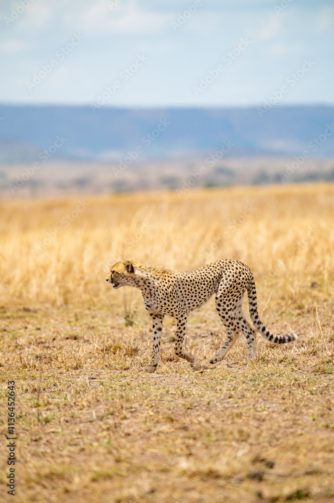 Tanzania adventure to see felines in the wilderness Tanzania adventure to see felines in the wilderness