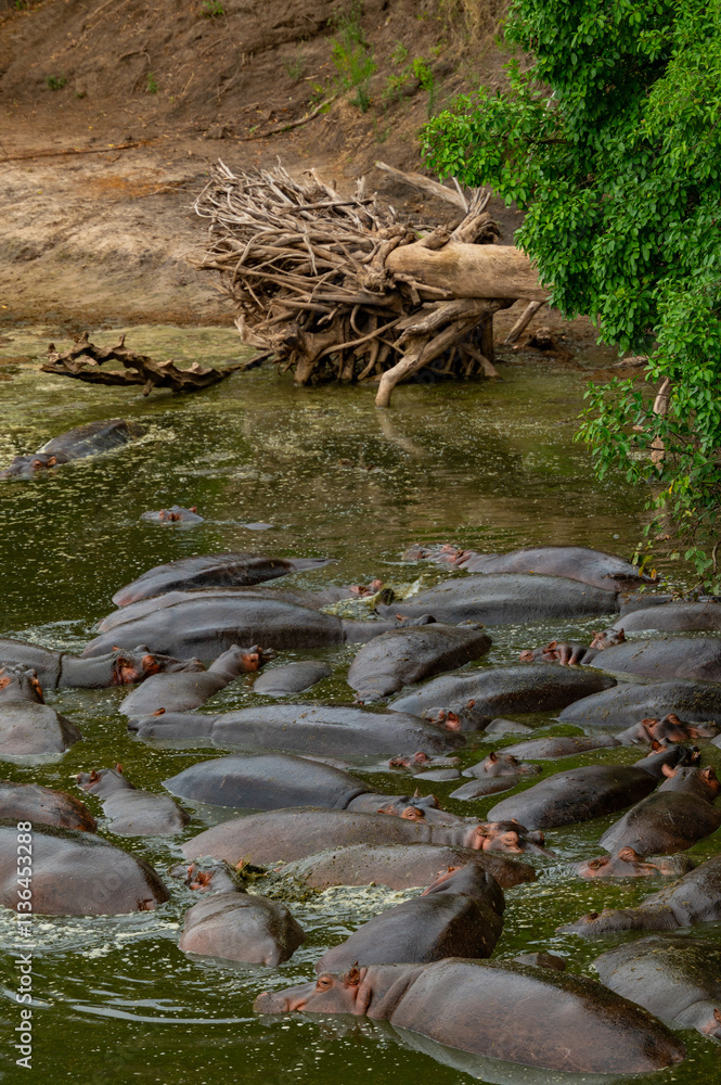 Fototapeta premium Tanzania adventure to see hippos in the wilderness