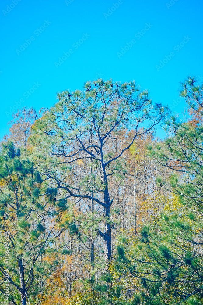 Winter landscape of Flatwoods Flatwoods Conservation Park in Tampa Florida
Winter landscape of Flatwoods Flatwoods Conservation Park in Tampa Florida
