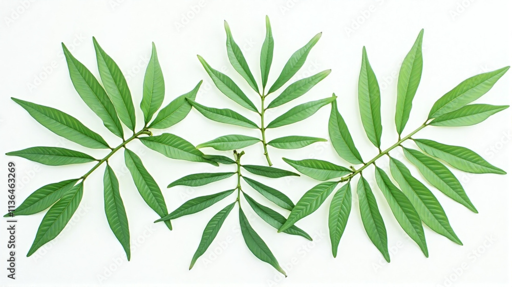 green leaves isolated on white background green leaves isolated on white background