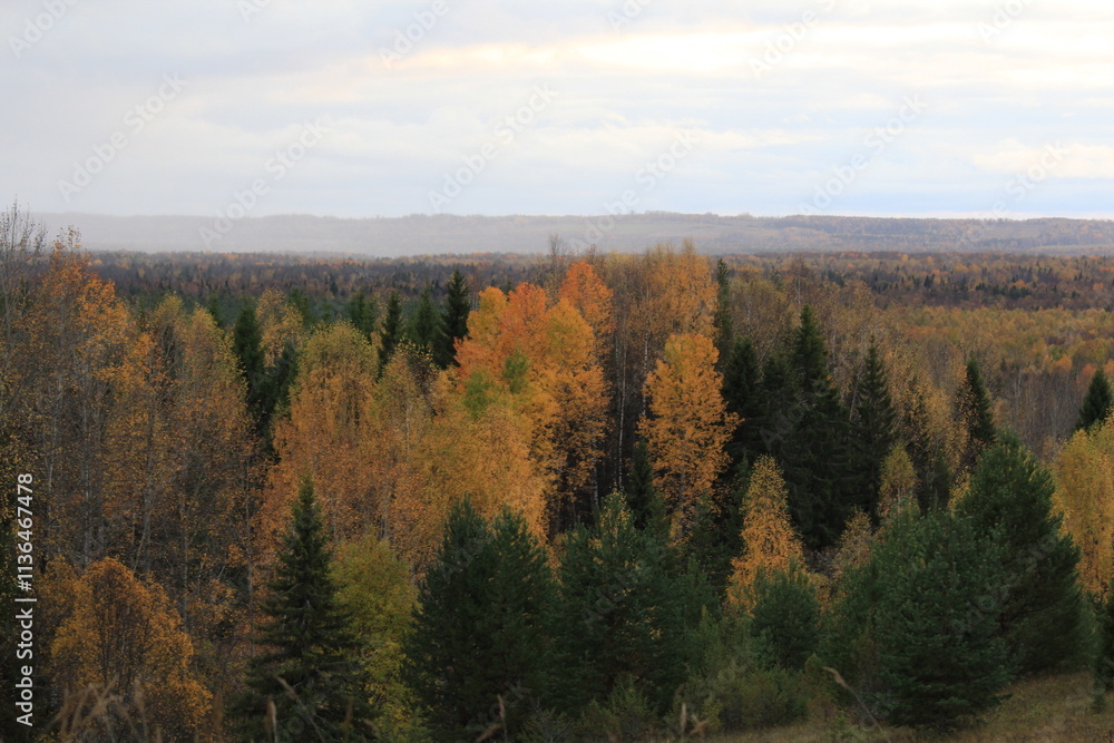 autumn forests of northeastern Europe autumn forests of northeastern Europe