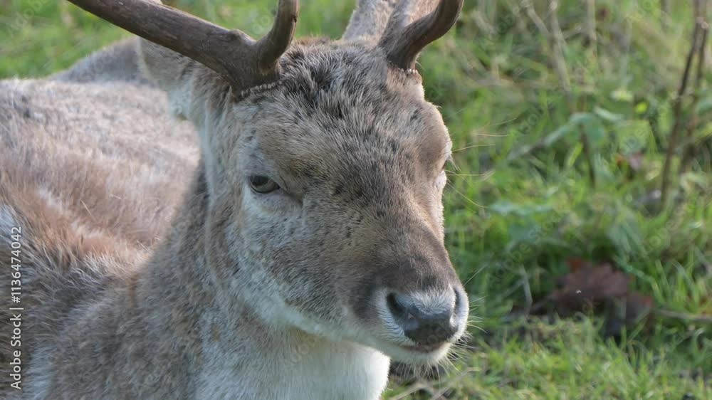 Fallow Deer (Dama dama) buck (male) chewing the cud / ruminating. December, Kent, UK.