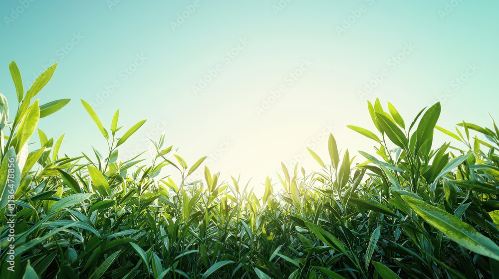 Obraz premium Bright green meadow with lush plants under clear blue sky, radiating tranquility and freshness