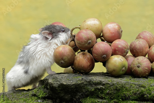 A Campbell dwarf hamster is eating ripe cluster pig tree fruit that has fallen on moss-covered ground. This rodent has the scientific name Phodopus campbelli. photo