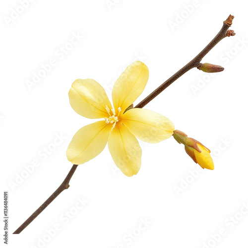 A winter jasmine flower, isolated on a transparent background, perfect for floral, seasonal, or nature-themed designs.