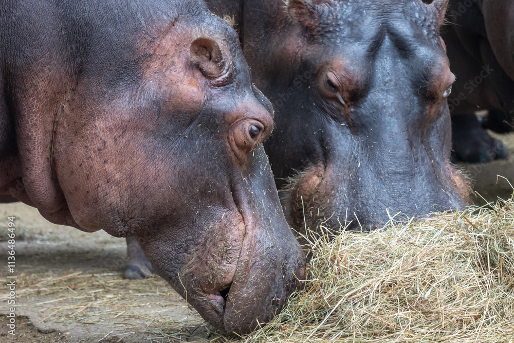 Hippos feeding on hay in a natural habitat setting during daylight hours Hippos feeding on hay in a natural habitat setting during daylight hours