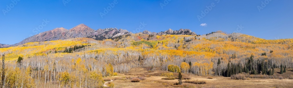 Aspens Near Kebler Pass and the Ruby Range Aspens Near Kebler Pass and the Ruby Range