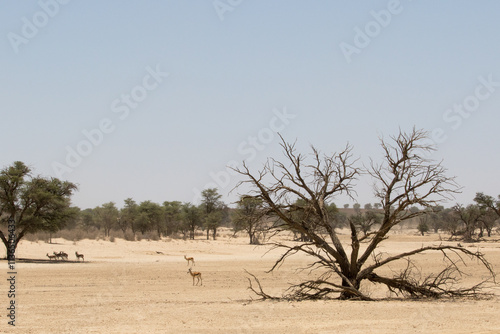 Kgalagadi: Springbok seeking shade in the dry Auob River bed at noon, midsummer.