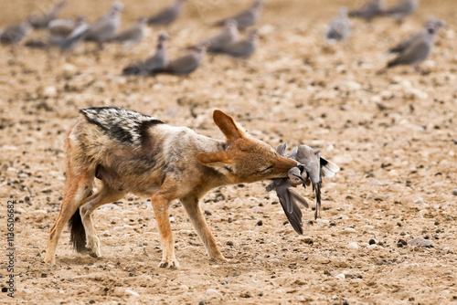 Kgalagadi: Jackal eating a dove its has caught photo