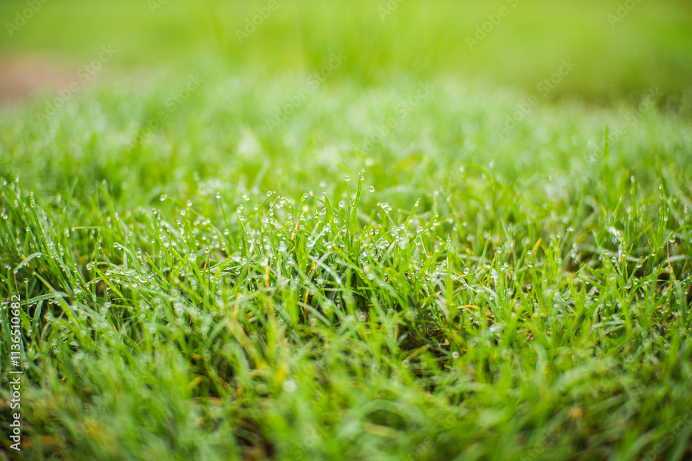 Small green grass covered in bright morning dewdrops Small green grass covered in bright morning dewdrops