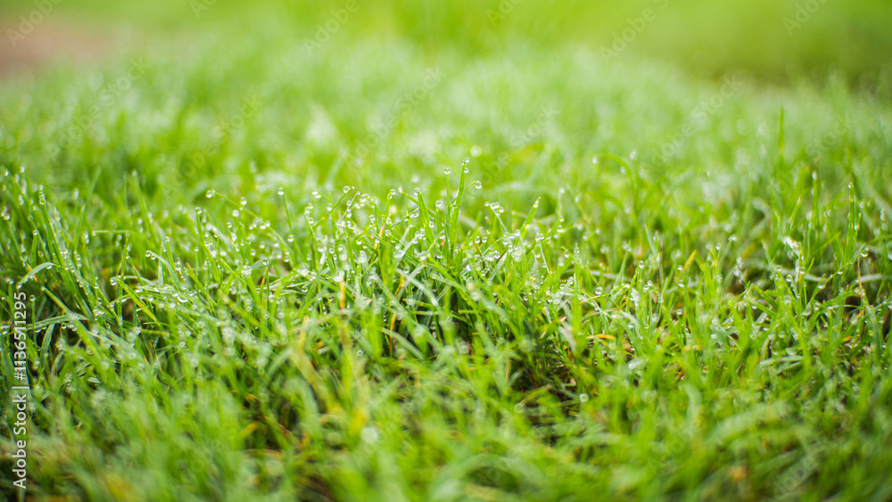 Small green grass covered in bright morning dewdrops Small green grass covered in bright morning dewdrops