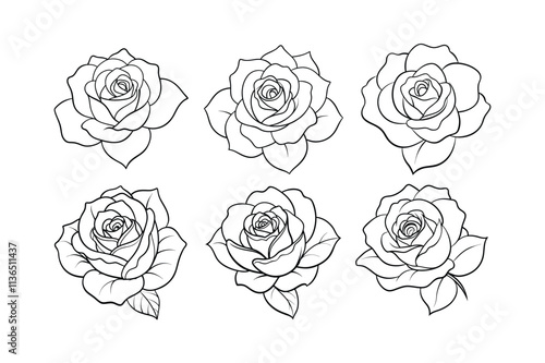 rose flower line art vector illustration