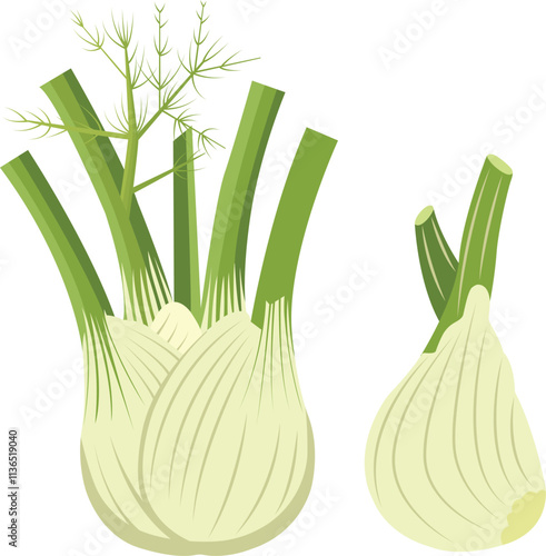 Fresh Fennel colored botanical Vector illustration, bulb of fresh fennel isolated on a white background. Vector illustration.