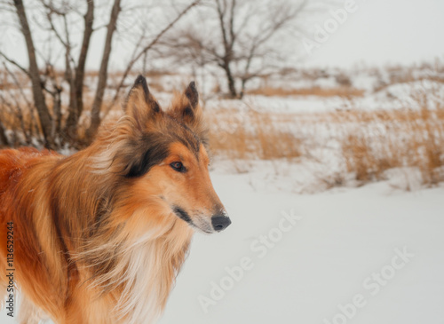 dog in snow