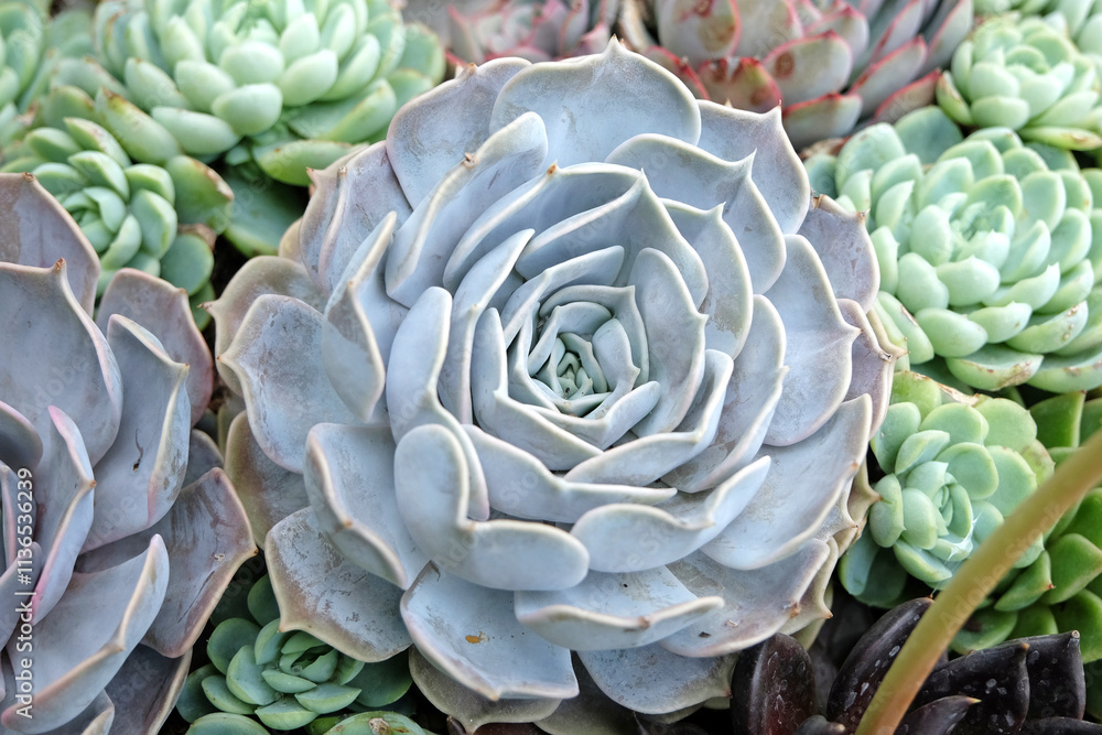 Fototapeta premium The grey rosette petals of Echeveria, also known as Mexican Rosettes, Mexican Snowballs, Variegated Wax Plant