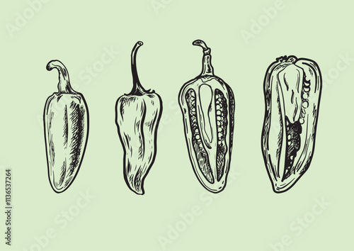 Chili peppers set on isolated background .Hand drawn sketch style. Vintage vector illustration.