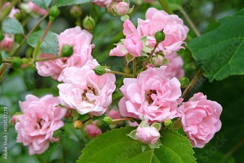 Pale pink shrub rose, rosa, ‘The Fairy’ in flower.