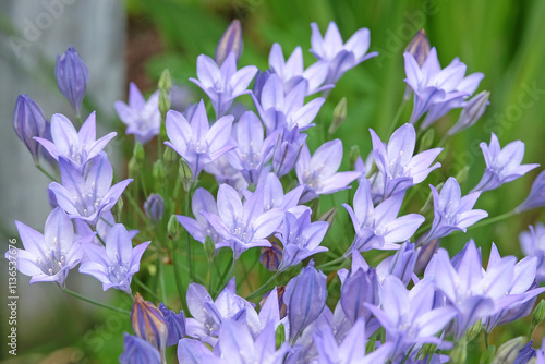 Pale blue Triteleia laxa, also known as grassnut, triplet lily, or Ithuriel’s spear, in flower. photo