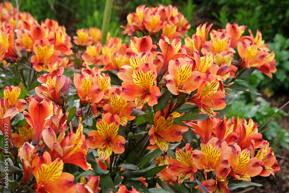Orange, red and yellow Alstroemeria Peruvian lily ‘Indian Summer’ in flower. Orange, red and yellow Alstroemeria Peruvian lily ‘Indian Summer’ in flower.