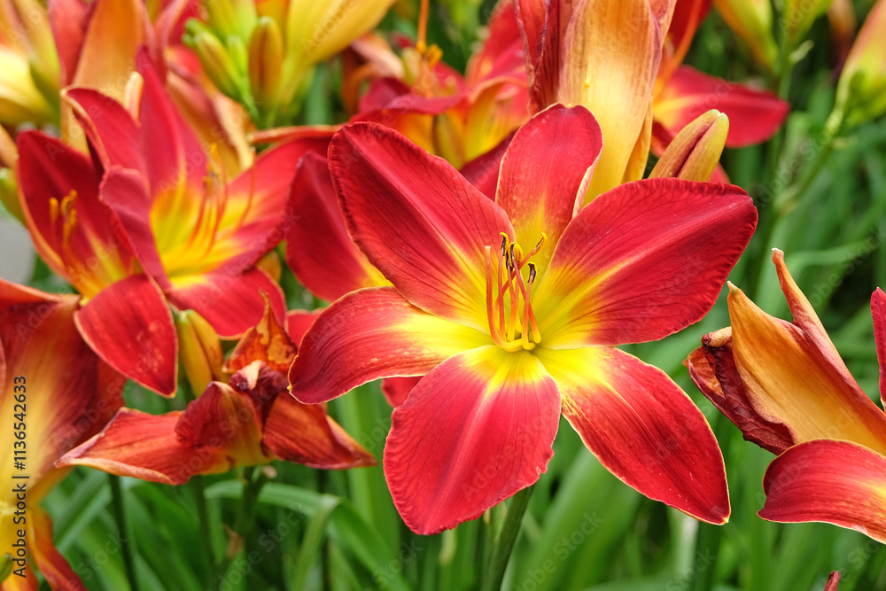 Red and yellow Hemerocallis, ‘All American Chief’ Daylily in flower. Red and yellow Hemerocallis, ‘All American Chief’ Daylily in flower.